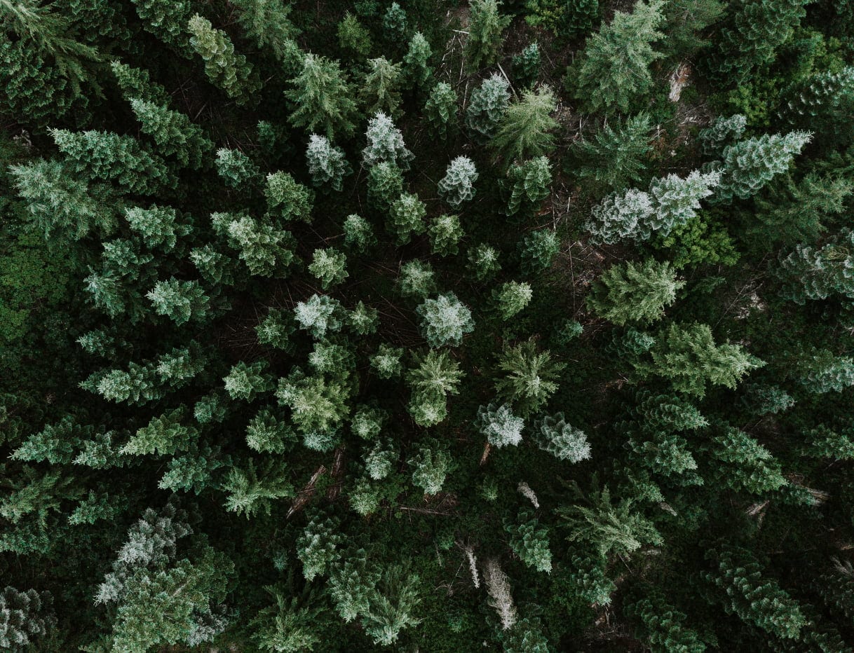 Aerial view of the treetops