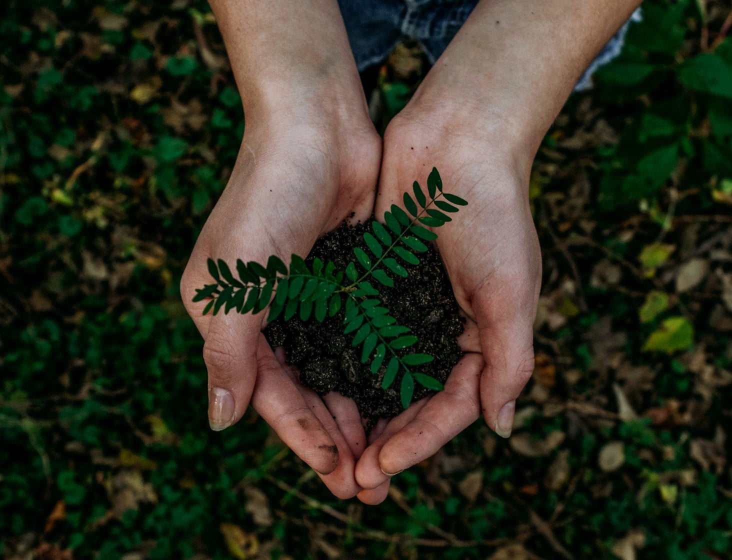 Image of  2 hands holding a plant.