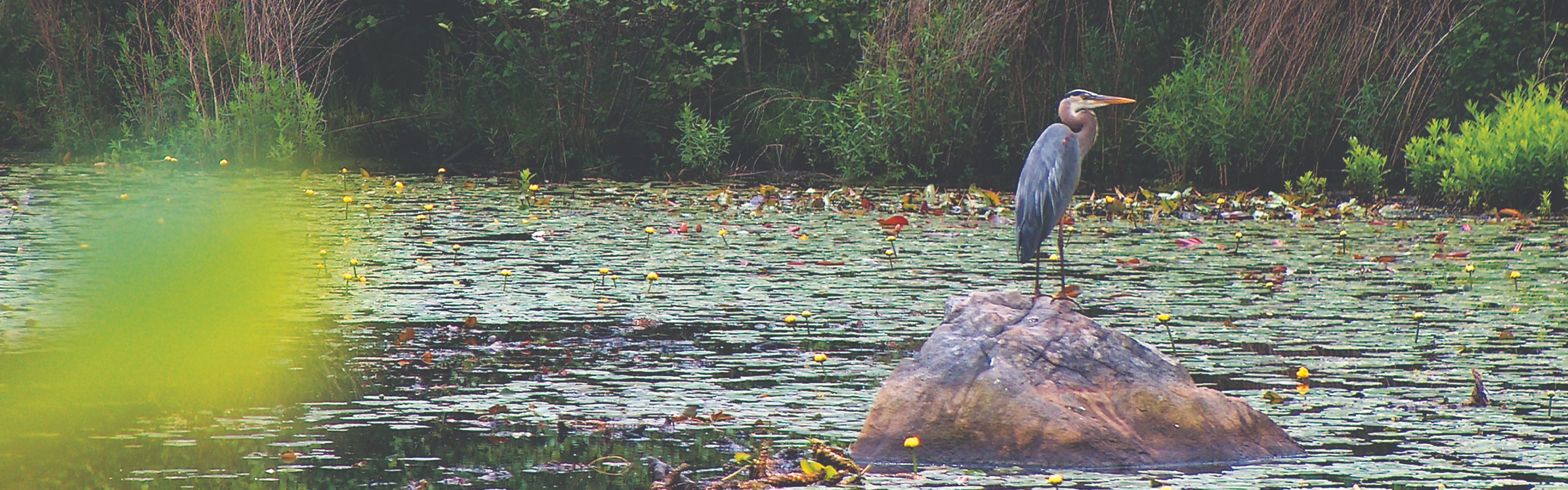 Pájaro sobre una roca en un lago