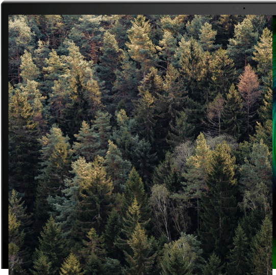 Forest image on ZBook laptop screen