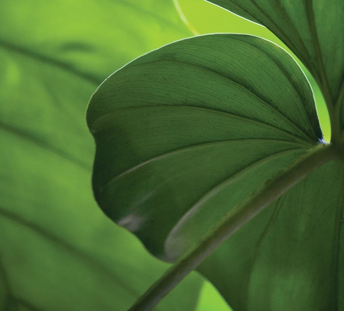 Green plants growing, symbol of sustainability in 3D printing