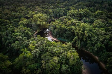 Foto de Bosque tropical en Brasil