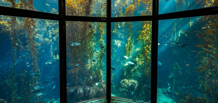 Photo of a large fish tank.