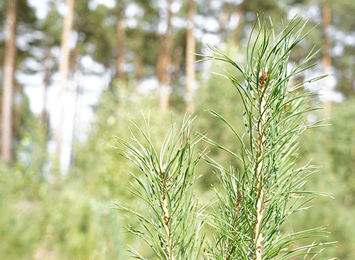 Baumprojekt